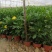 木春菊基地黄金菊产地批发玛格丽特花苗价格