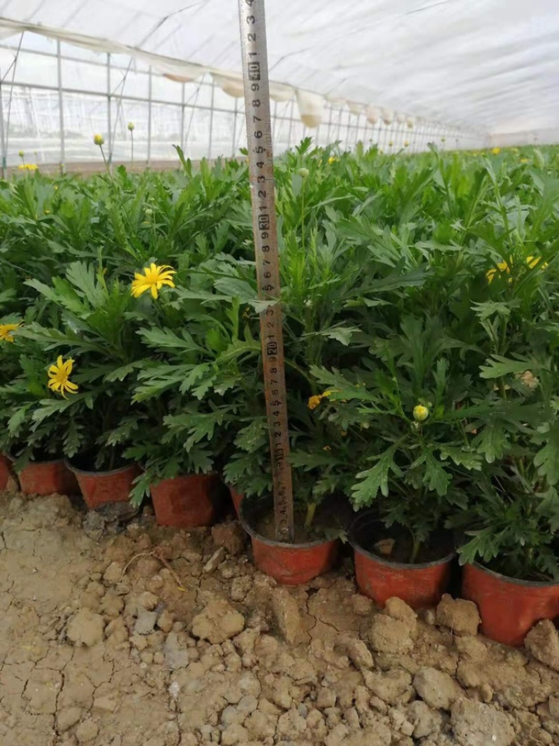 木春菊基地黄金菊产地批发玛格丽特花苗价格