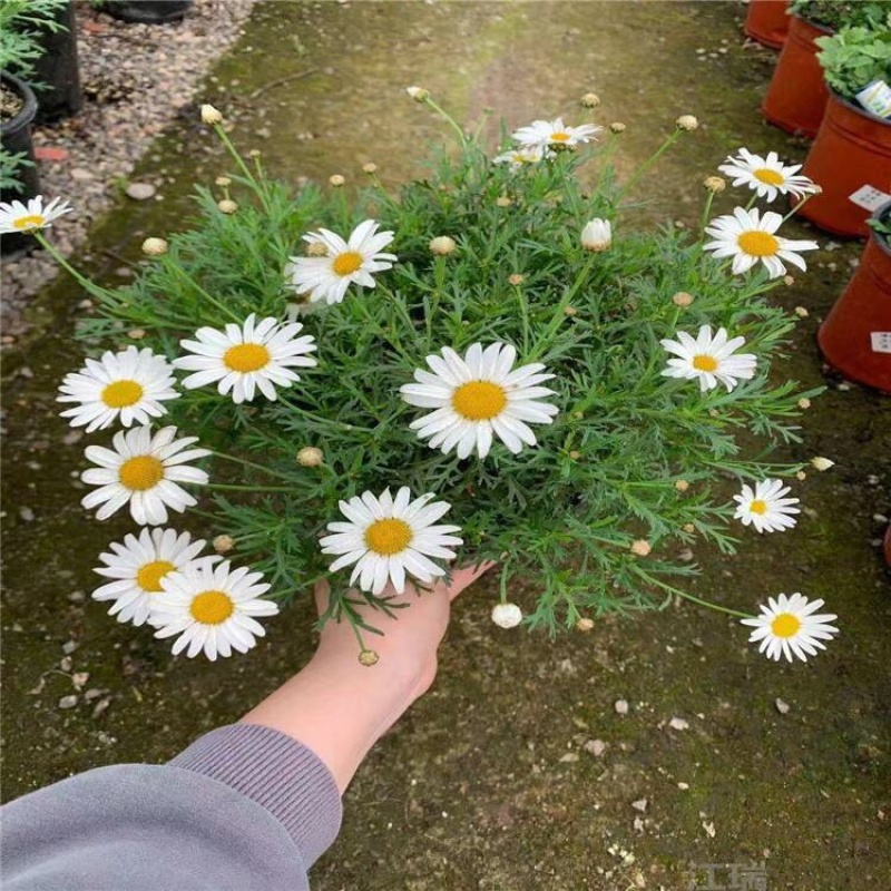 木春菊基地黄金菊产地批发玛格丽特花苗价格