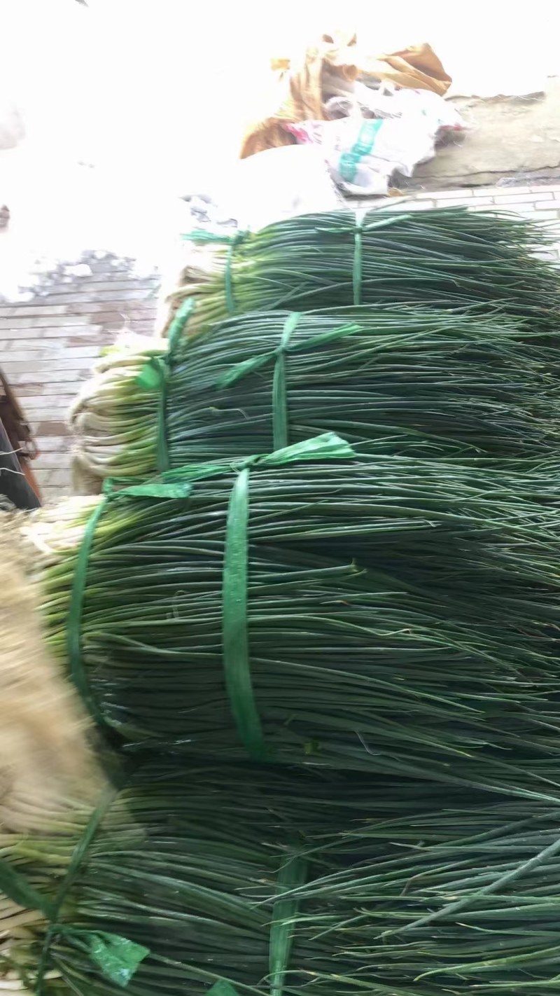 小葱广东小葱产地批发基地直销可以视频，无蓝粉