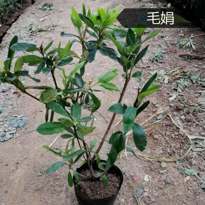 毛娟，精品苗，基地直发，大量供应毛娟100万盆