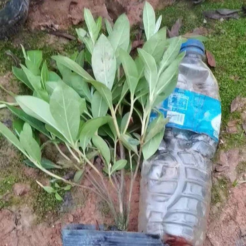 毛娟，精品苗，基地直发，大量供应毛娟100万盆