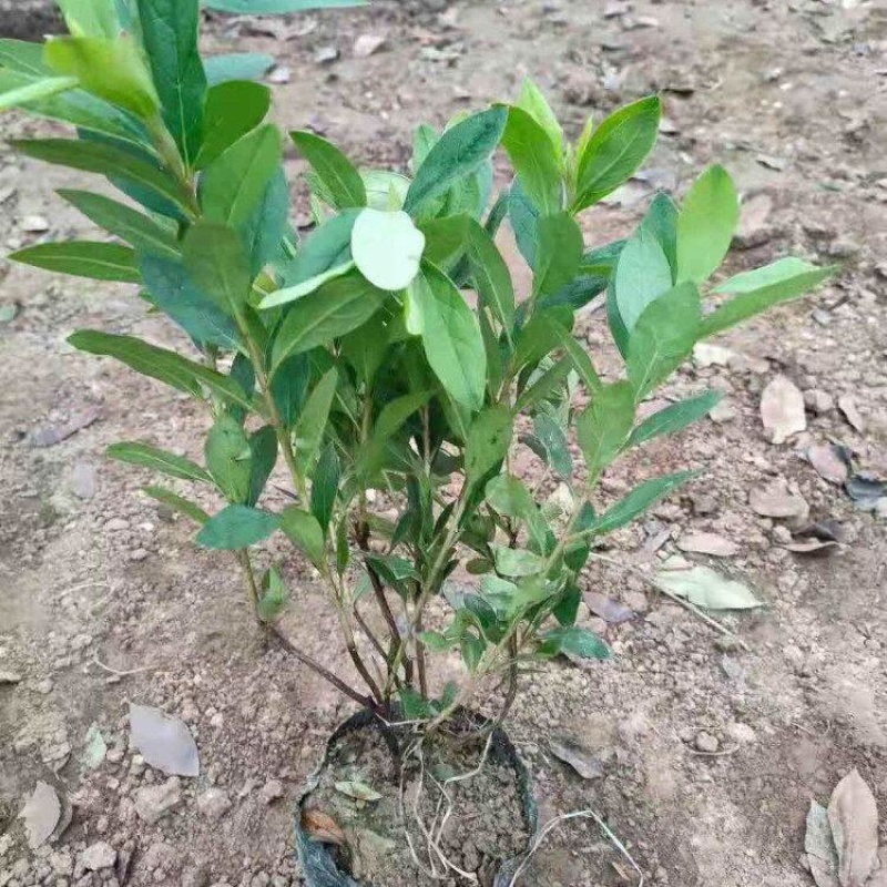 毛娟，精品苗，基地直发，大量供应毛娟100万盆