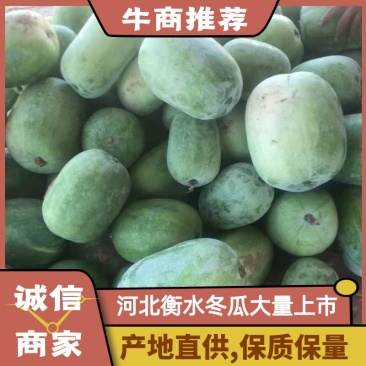 河北冬瓜大量上市中，瓜型好，耐运输，基地直供，一手货源，
