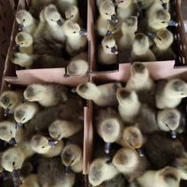 马岗灰鹅混苗大种鹅苗包出壳疫苗包运输成活保质保量