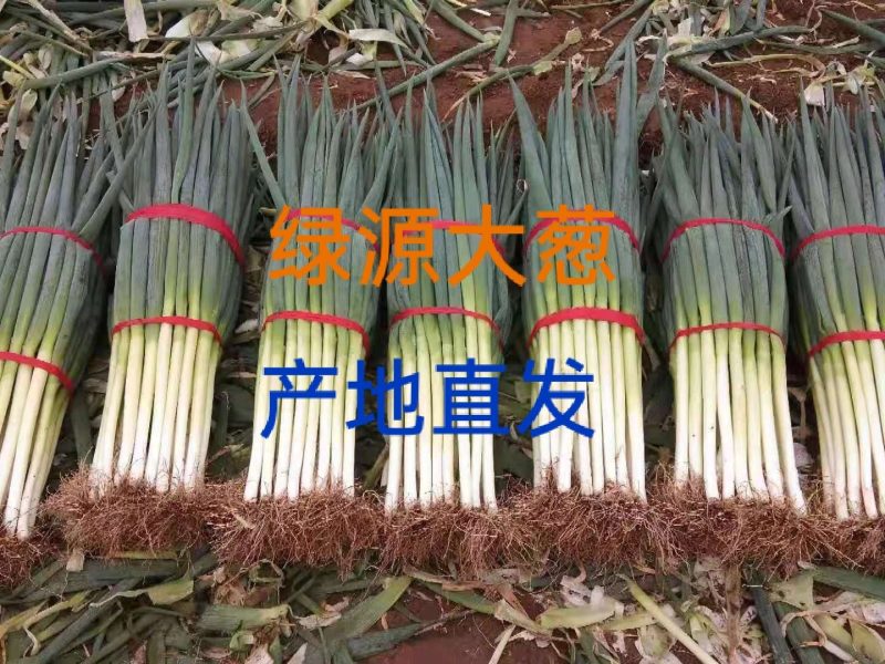 自家种植精品钢葱大量上市，欢迎全国客商前来采购。价格合理