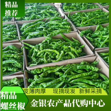 陕西定边陇椒螺丝椒15-20厘米产地直发代发全国