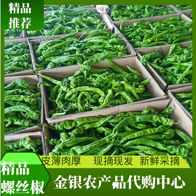 陕西定边陇椒螺丝椒15-20厘米产地直发代发全国