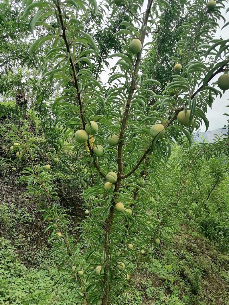 数量不多价格优惠