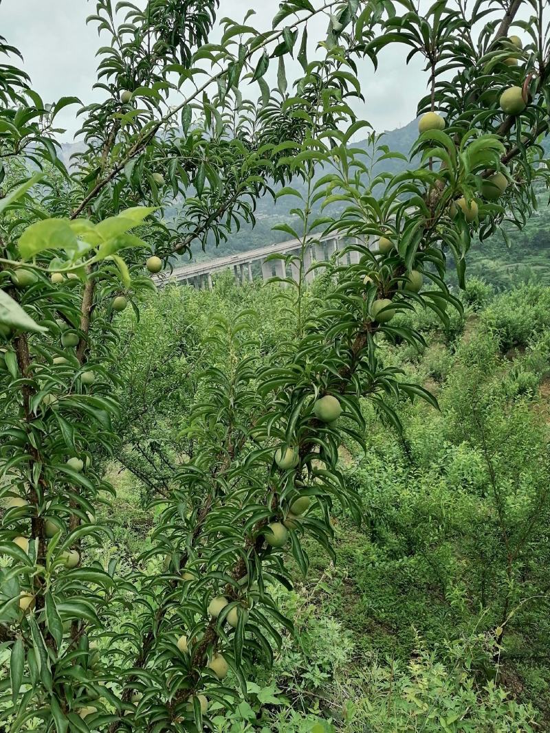 数量不多价格优惠