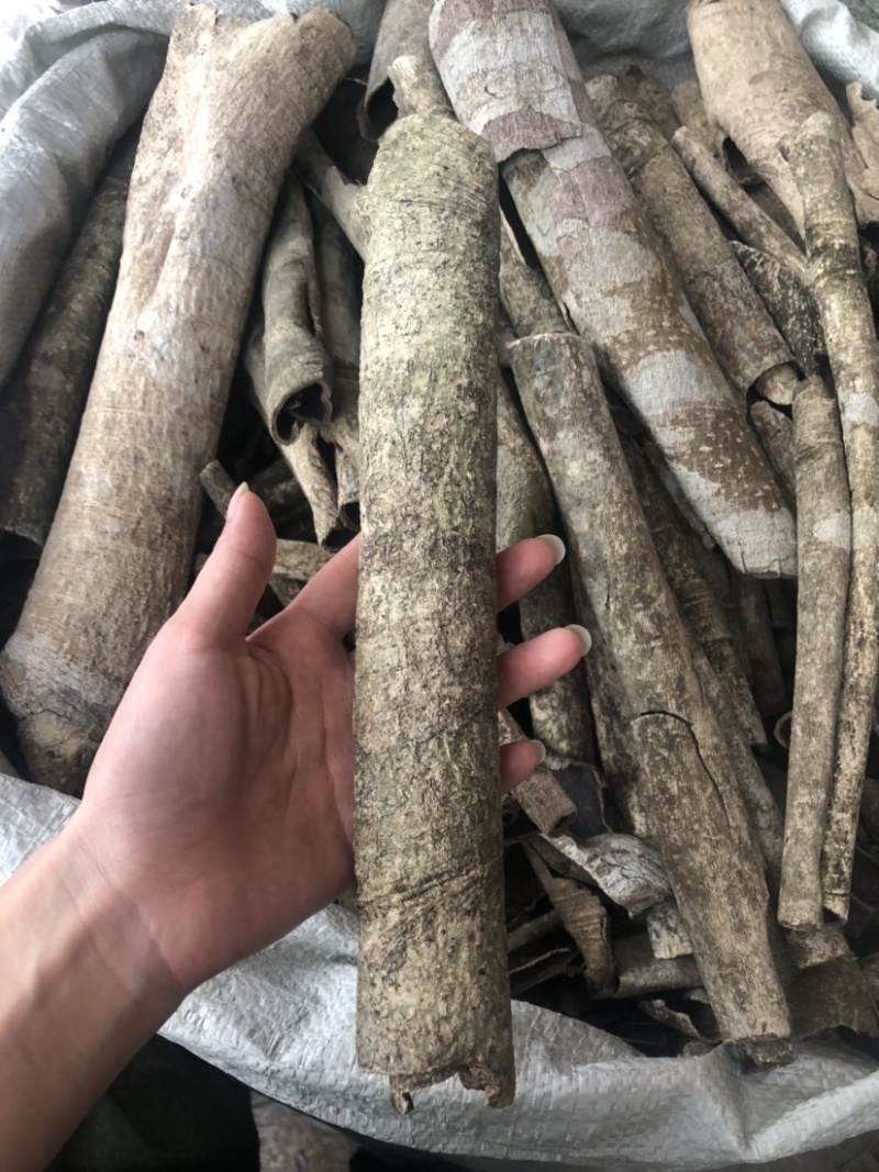 中药材批发市场救必应九层皮白木香量大从优