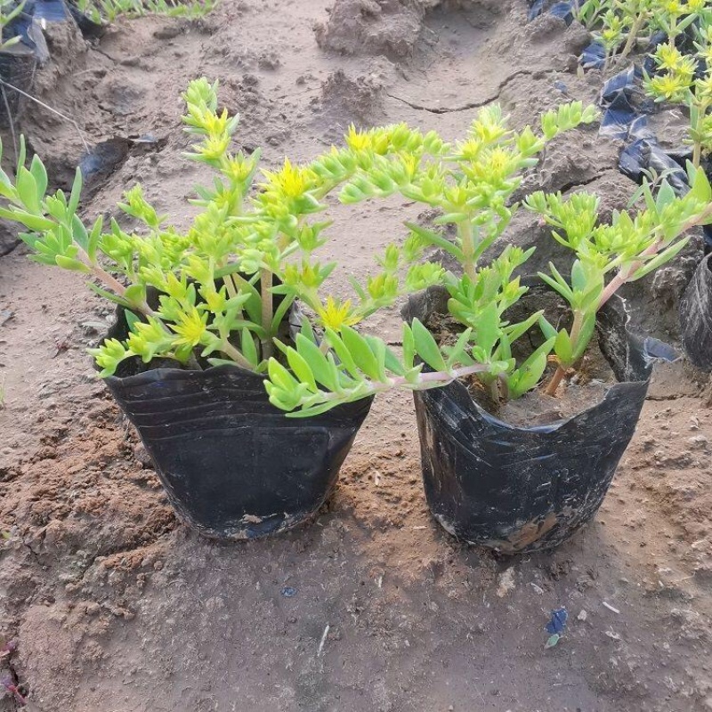 垂盆草，垂盆草苗，基地直发，大量供应