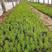 垂盆草，垂盆草苗，基地直发，大量供应