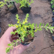 垂盆草，垂盆草苗，基地直发，大量供应