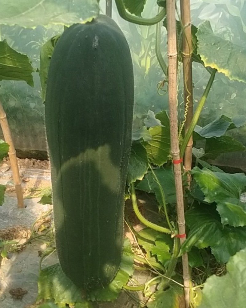 黑皮冬瓜