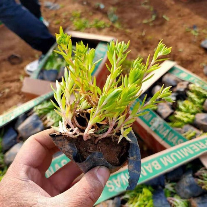 垂盆草，垂盆草苗，基地直发，大量供应