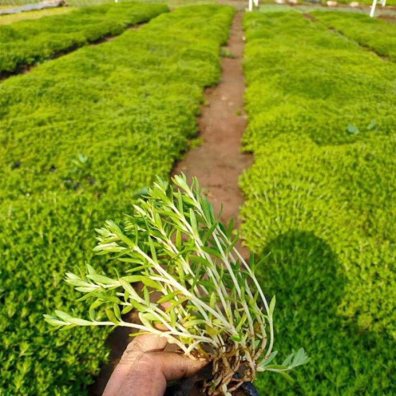 垂盆草，垂盆草苗，基地直发，大量供应