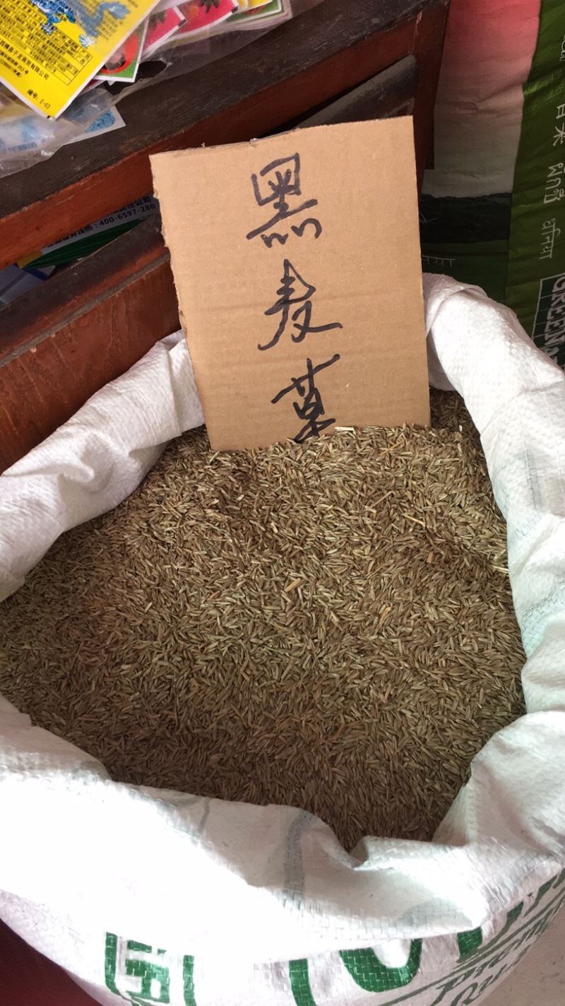 进口黑麦草种子猪牛羊鱼吃草种