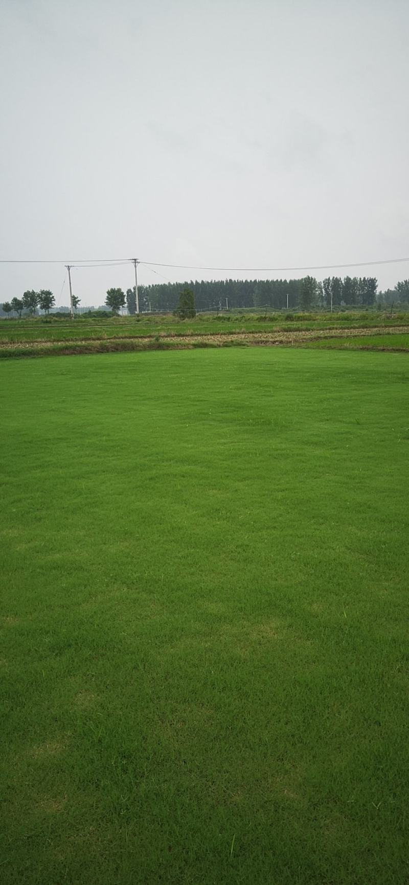 百慕大草坪高尔夫足球场小区绿化道路绿化护坡草坪