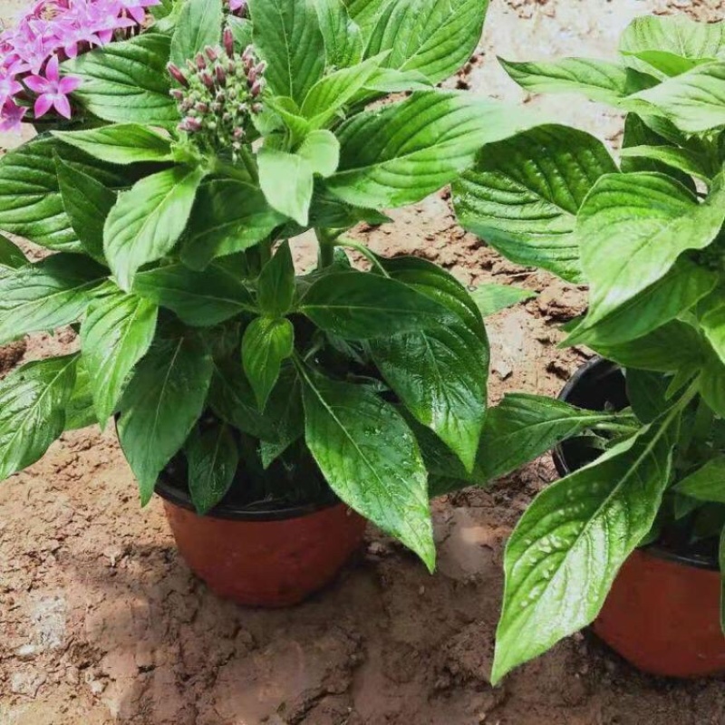 繁星花五星花产地批发自家育苗基地质量好易成活