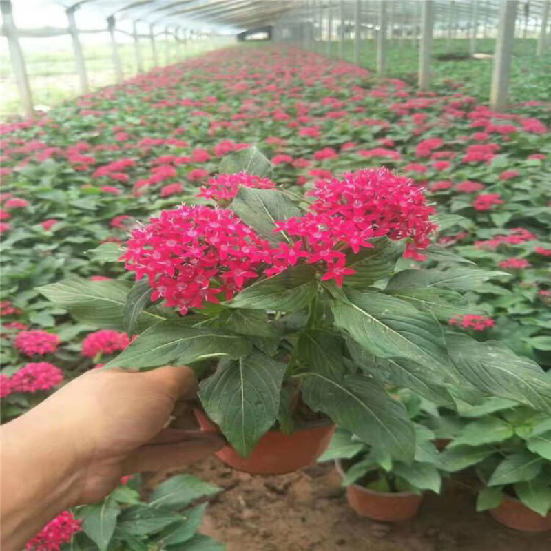 繁星花五星花产地批发自家育苗基地质量好易成活