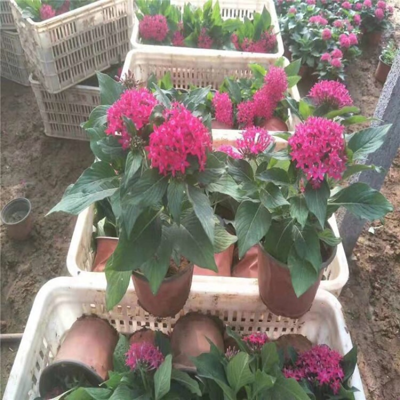 繁星花五星花产地批发自家育苗基地质量好易成活