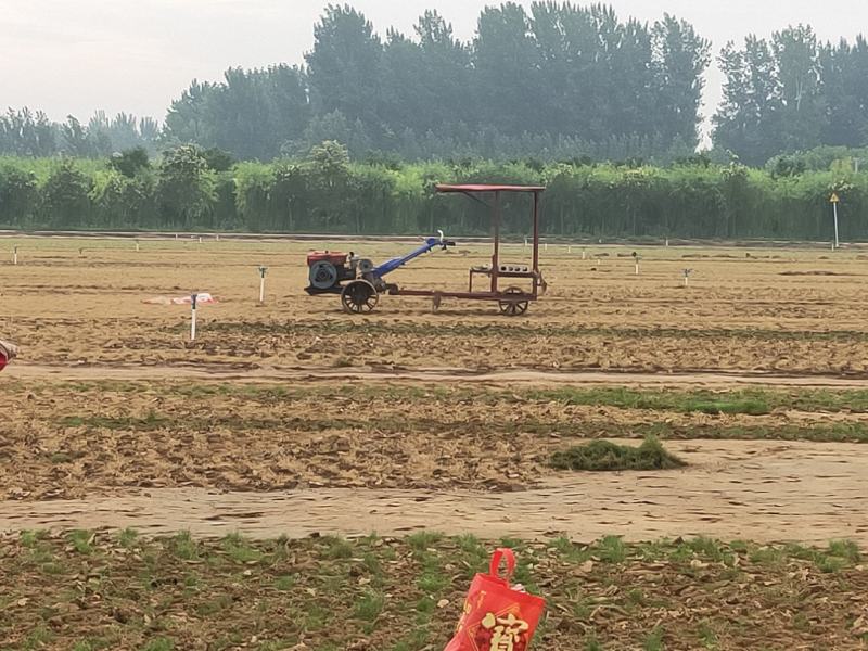 早熟禾混播草四季青高尔夫用草小区道路草坪