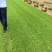 早熟禾混播草四季青高尔夫用草小区道路草坪