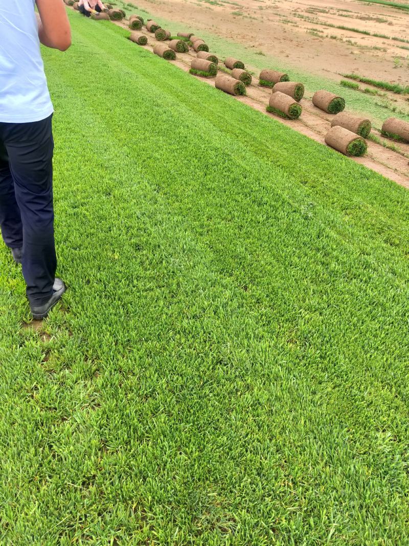 早熟禾混播草四季青高尔夫用草小区道路草坪