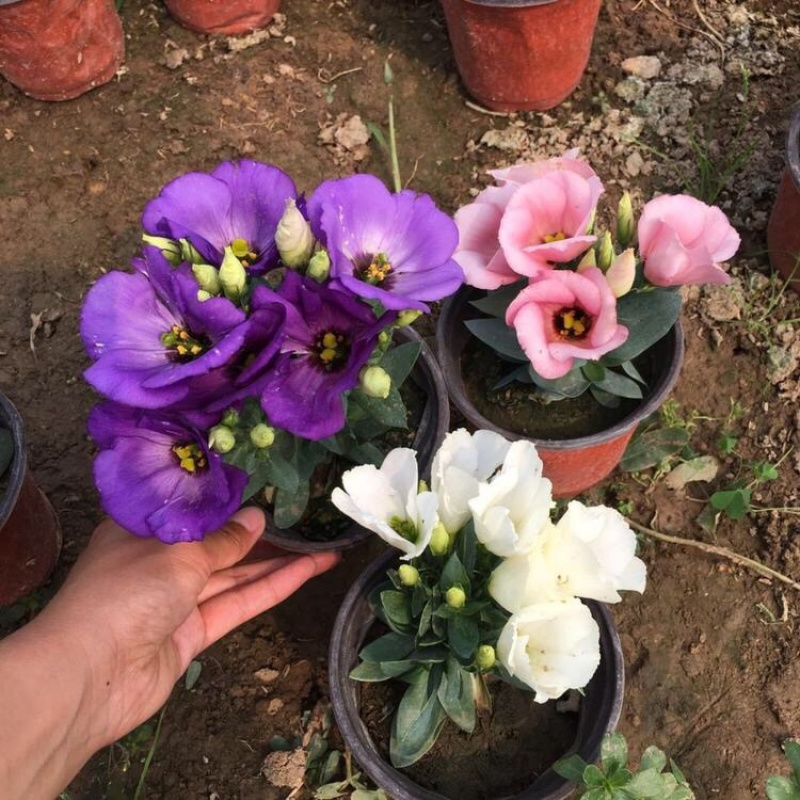 桔梗洋桔梗种植基地多种颜色观赏花卉产地批发
