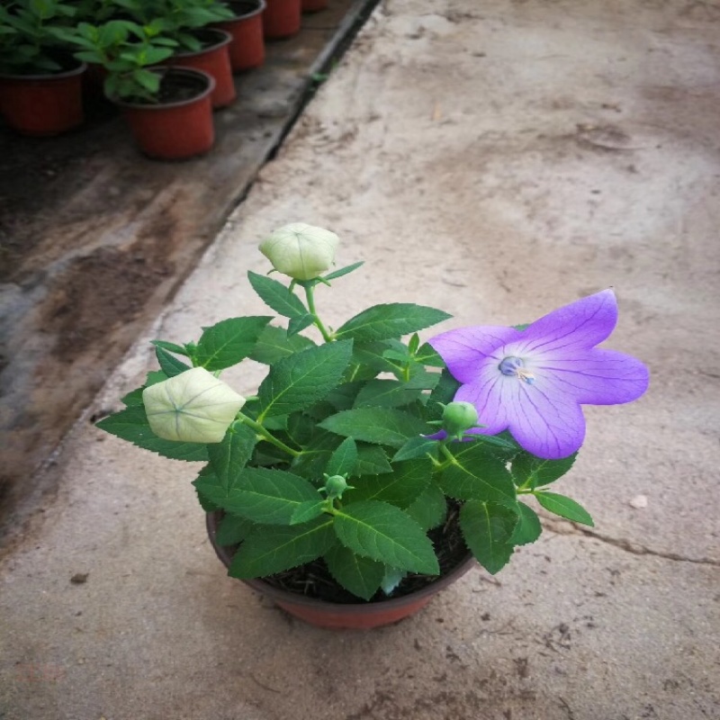 桔梗洋桔梗种植基地多种颜色观赏花卉产地批发