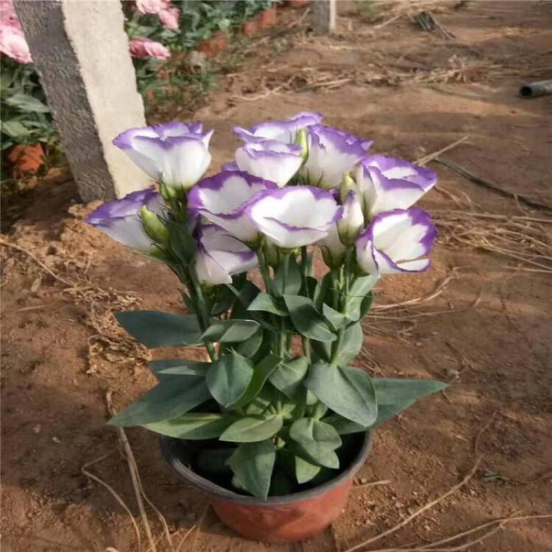 桔梗洋桔梗种植基地多种颜色观赏花卉产地批发