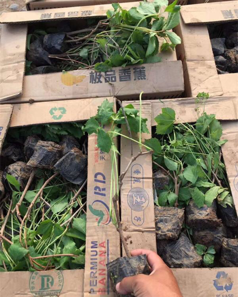爬山虎三叶地锦五叶地锦产地直发批发价格