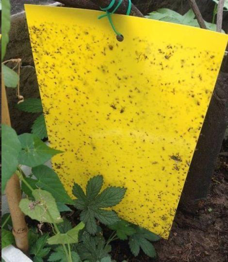 双面粘虫板黄蓝一体大棚蔬菜果园有效灭虫板诱虫板蓝板小黑飞
