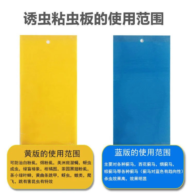 双面粘虫板黄蓝一体大棚蔬菜果园有效灭虫板诱虫板蓝板小黑飞