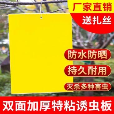 双面粘虫板黄蓝一体大棚蔬菜果园有效灭虫板诱虫板蓝板小黑飞