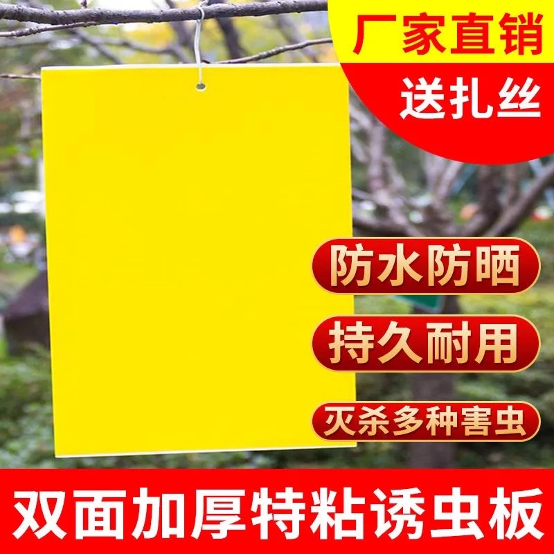 双面粘虫板黄蓝一体大棚蔬菜果园有效灭虫板诱虫板蓝板小黑飞