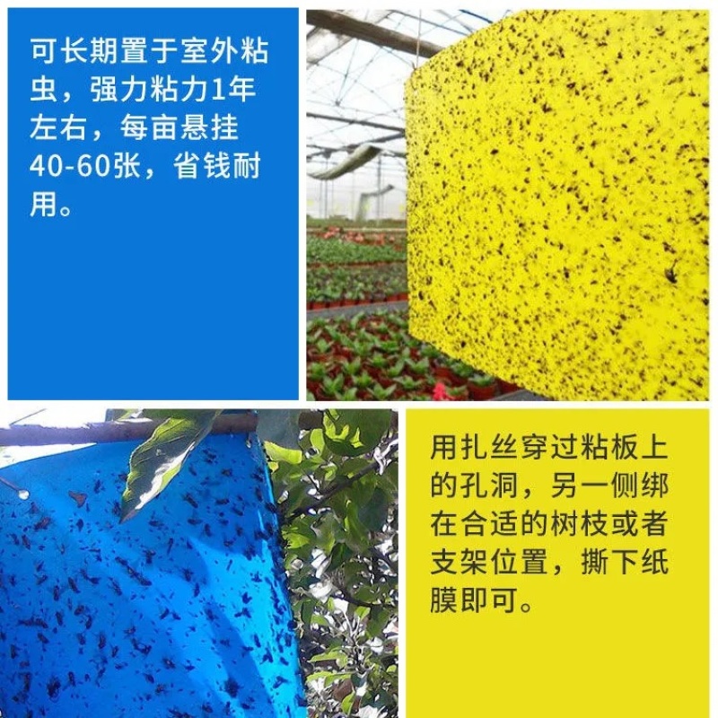 双面粘虫板黄蓝一体大棚蔬菜果园有效灭虫板诱虫板蓝板小黑飞