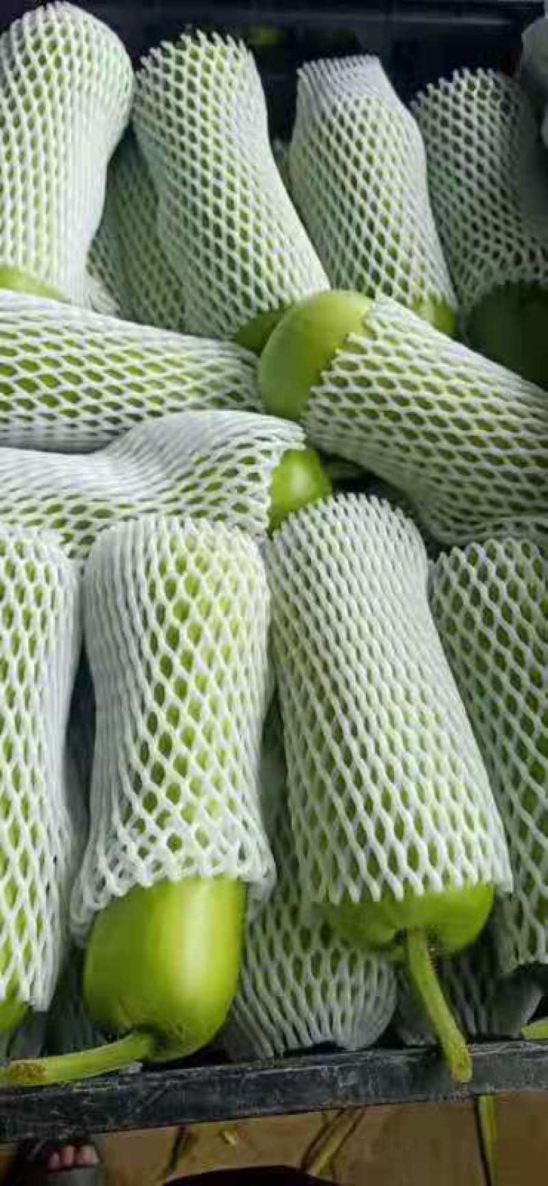 瓠瓜
