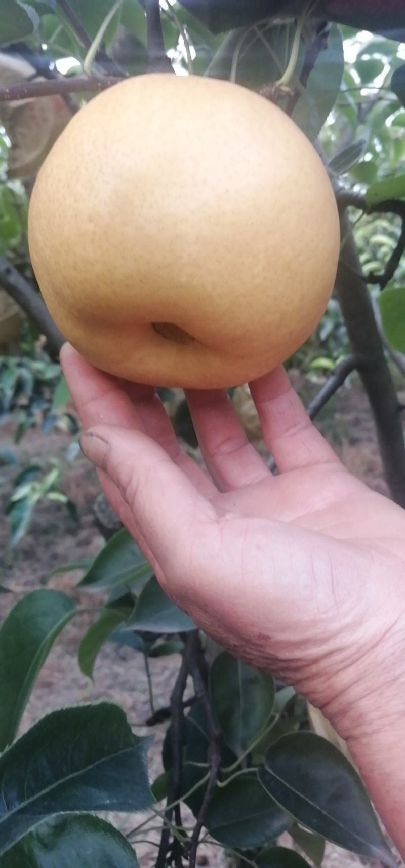 自家种的爱丹梨，渍多味甜入口即化好吃量大价优欢迎