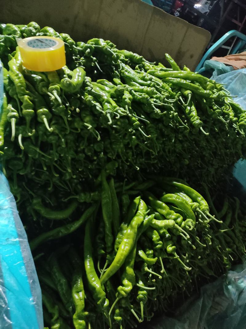 【新鲜辣椒】螺丝椒山东发货品种规格齐全全国发货视频拿货看货