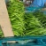 【新鲜辣椒】螺丝椒山东发货品种规格齐全全国发货视频拿货看货
