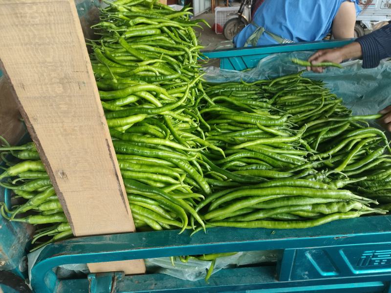 【新鲜辣椒】螺丝椒山东发货品种规格齐全全国发货视频拿货看货