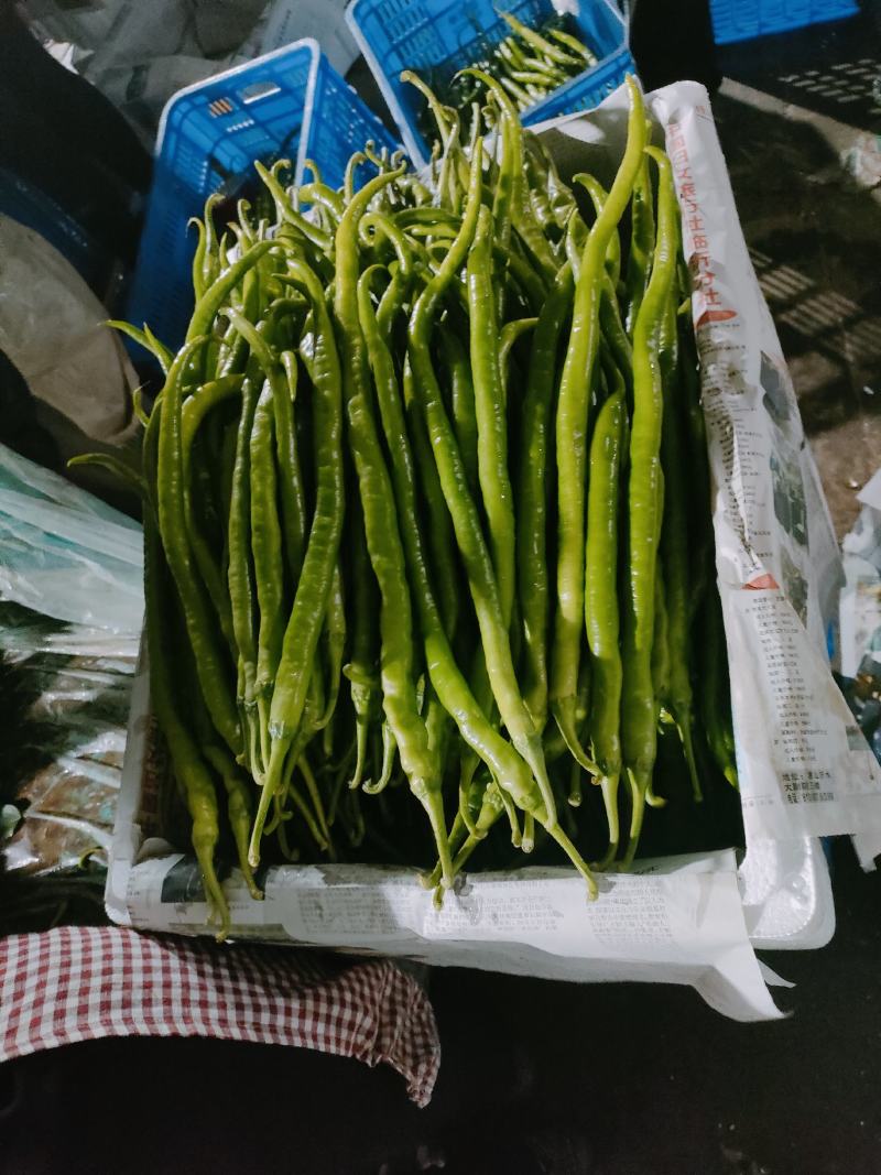 【新鲜辣椒】螺丝椒山东发货品种规格齐全全国发货视频拿货看货