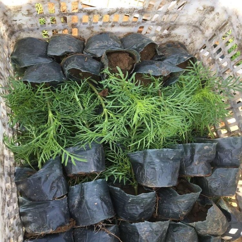波斯菊基地，格桑花，波斯菊种子批发，基地直发