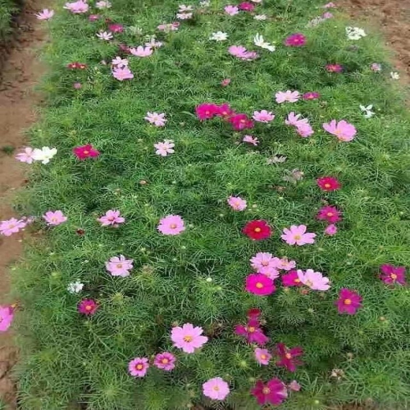 波斯菊基地，格桑花，波斯菊种子批发，基地直发