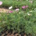 波斯菊基地,格桑花,波斯菊种子批发,基地直发