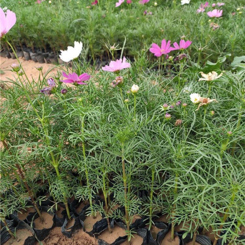 波斯菊基地，格桑花，波斯菊种子批发，基地直发