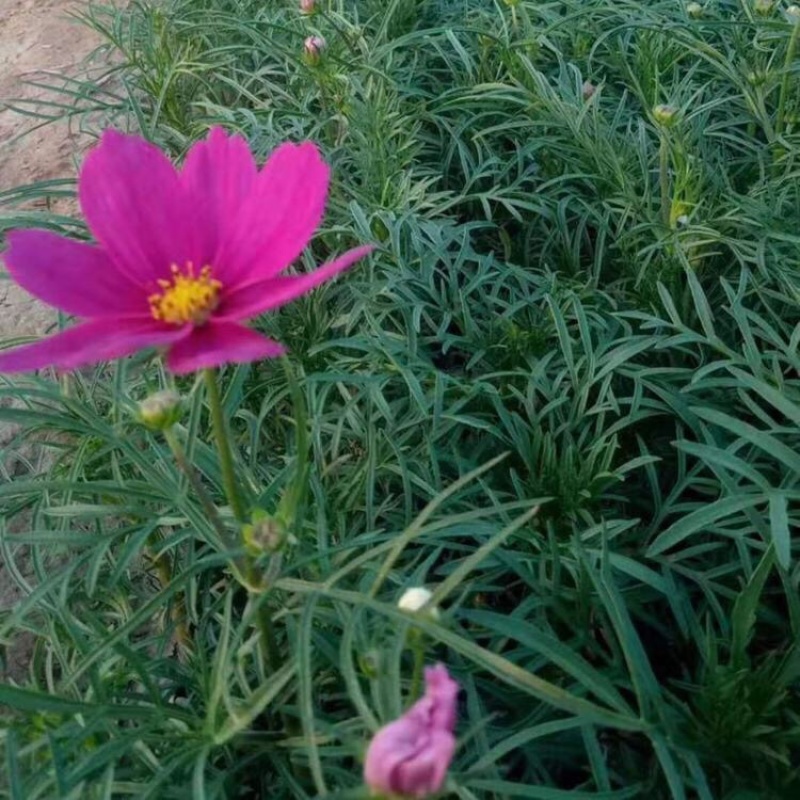 波斯菊基地，格桑花，波斯菊种子批发，基地直发