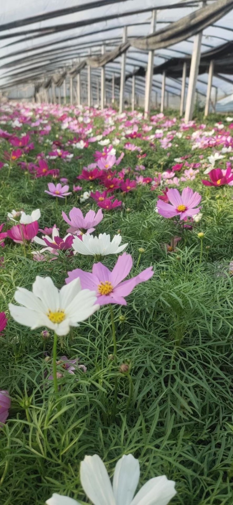 波斯菊基地，格桑花，波斯菊种子批发，基地直发